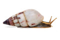 Limicolaria agathina Nigeria adult